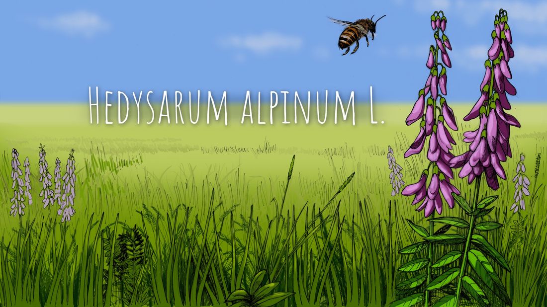 Газпромнефть-Восток, Зелень в городе, Томские новости, Экология, томск васюган копеечник альпийский красный корень мужской Ботаникум. Как узнать о жизни «красного корня» на Васюгане