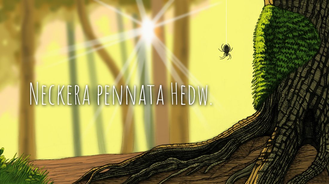 Ботаникум, Погода и природа, Томские новости, Экология, Neckera pennata Hedw неккера экология томская область мох Ботаникум. На кого похожа неккера?