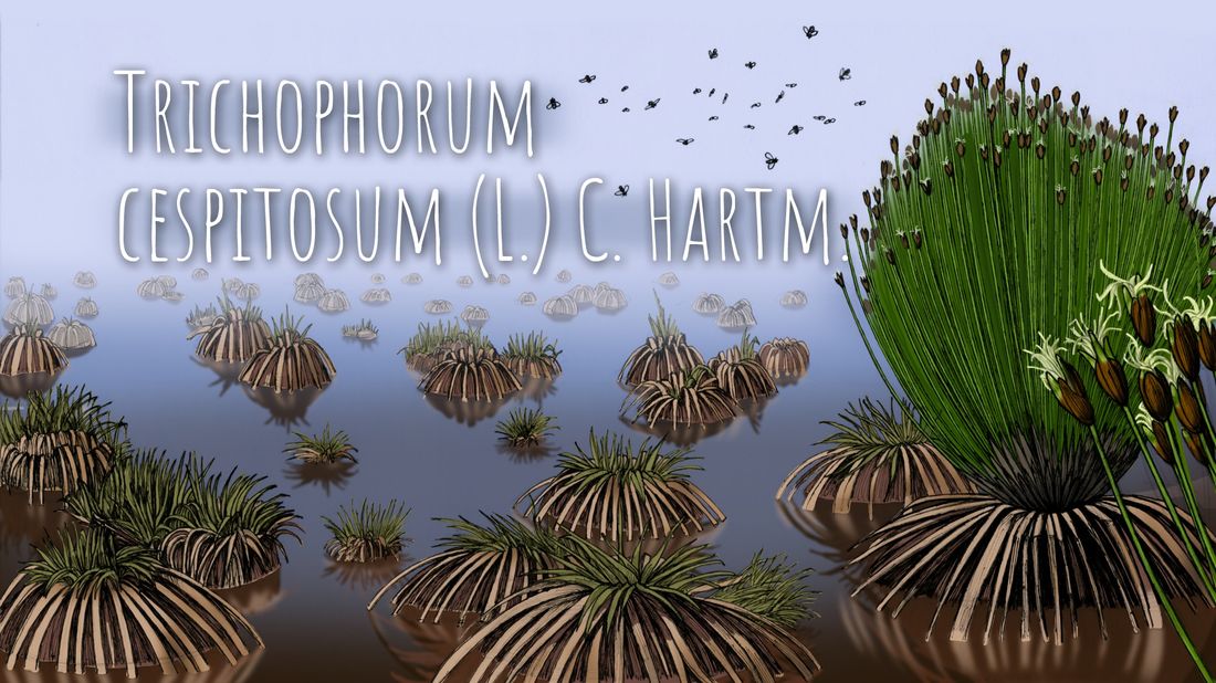 Ботаникум, Газпромнефть-Восток, Погода и природа, Томские новости, Экология, Пухонос дернистый Васюганского болота истока реки Еллекулуньях Каргасокском Томск ботаникум растения Ботаникум. Как питается болотный житель с реки Еллекулуньях