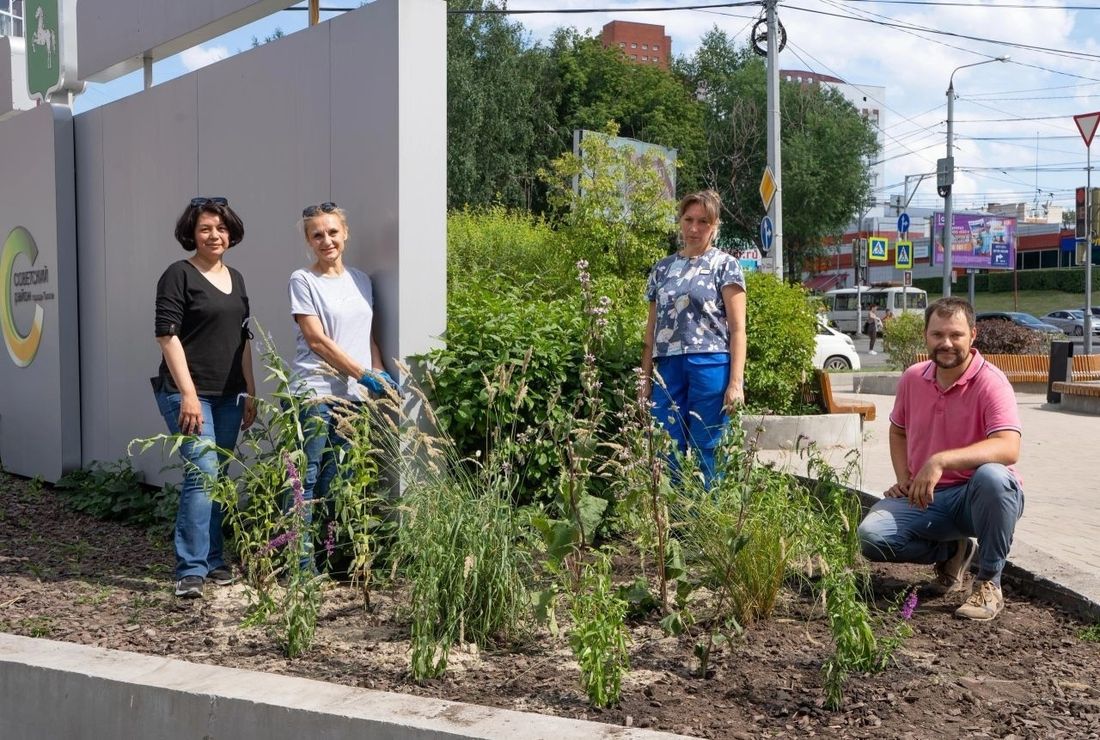 Городское благоустройство, Томские новости, томск цветы благоустройство скверы парки города новости что происходит тгу ученые Экспериментальный цветник томских ученых в центре города уничтожен