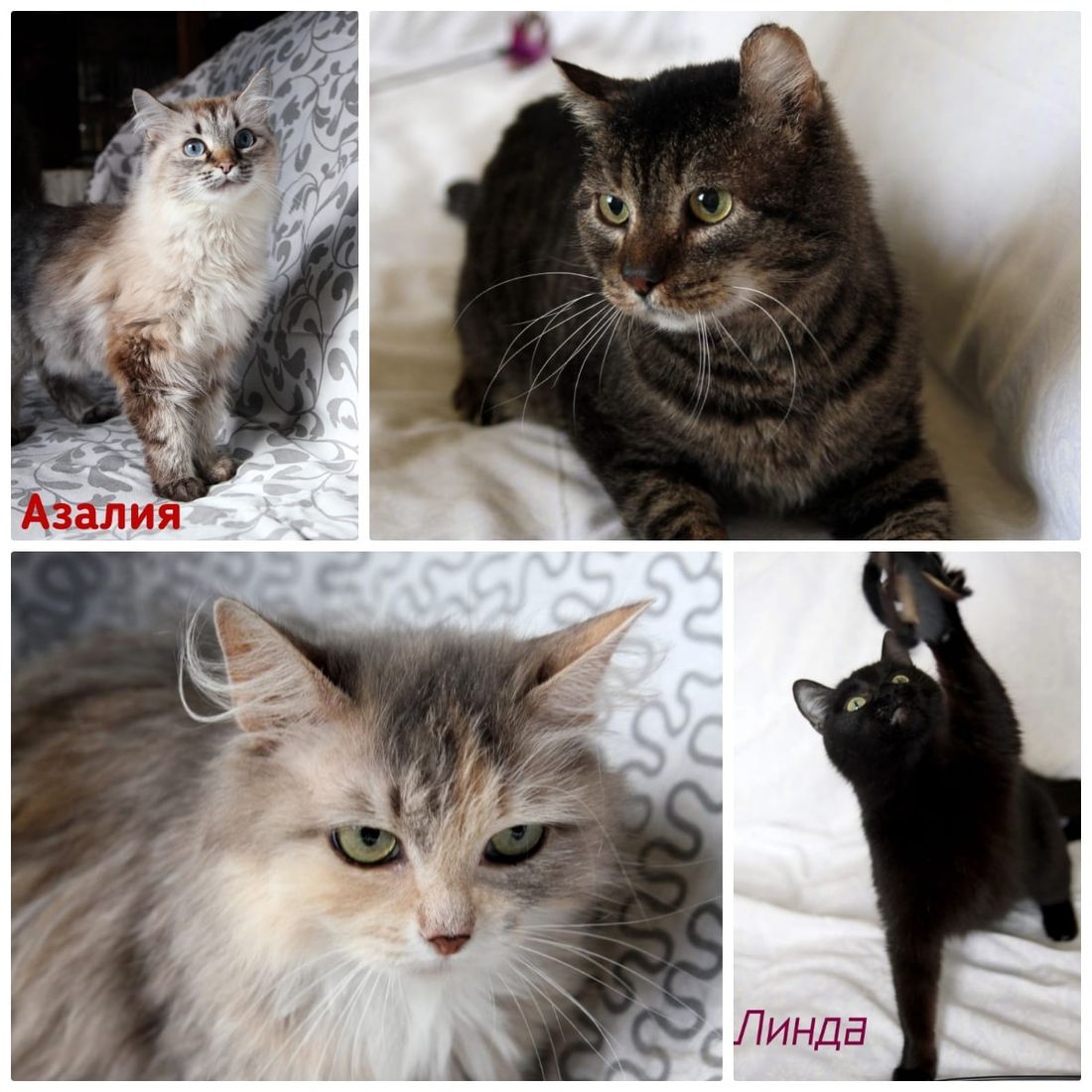 Афиша Томска, Благотворительность, Котики, Культура в Томске, Томские новости, ярмарка благотворительность где взять кота котенок афиша интересные новости Томск Томичей приглашают на благотворительную выставку котят и кошек