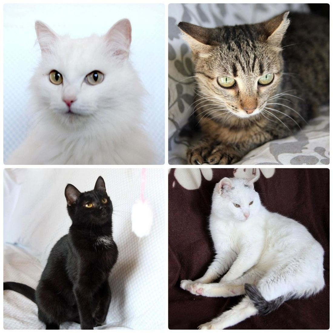 Афиша Томска, Благотворительность, Котики, Томские новости, ярмарка благотворительность где взять кота котенок афиша интересные новости Томск Томичей приглашают на благотворительную выставку котят и кошек