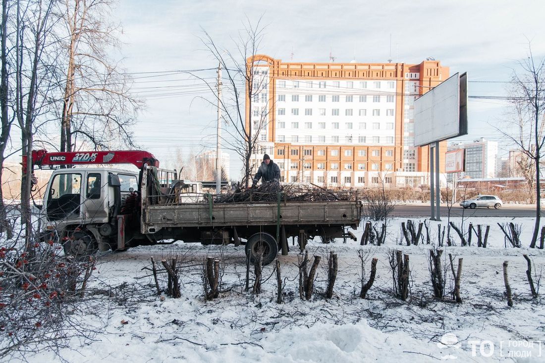 Зелень в городе, Томские новости, Красноармейская боярышник посадки зелень арбориста деревья интересные новости Томска В Томске обрезают аллеи из боярышника