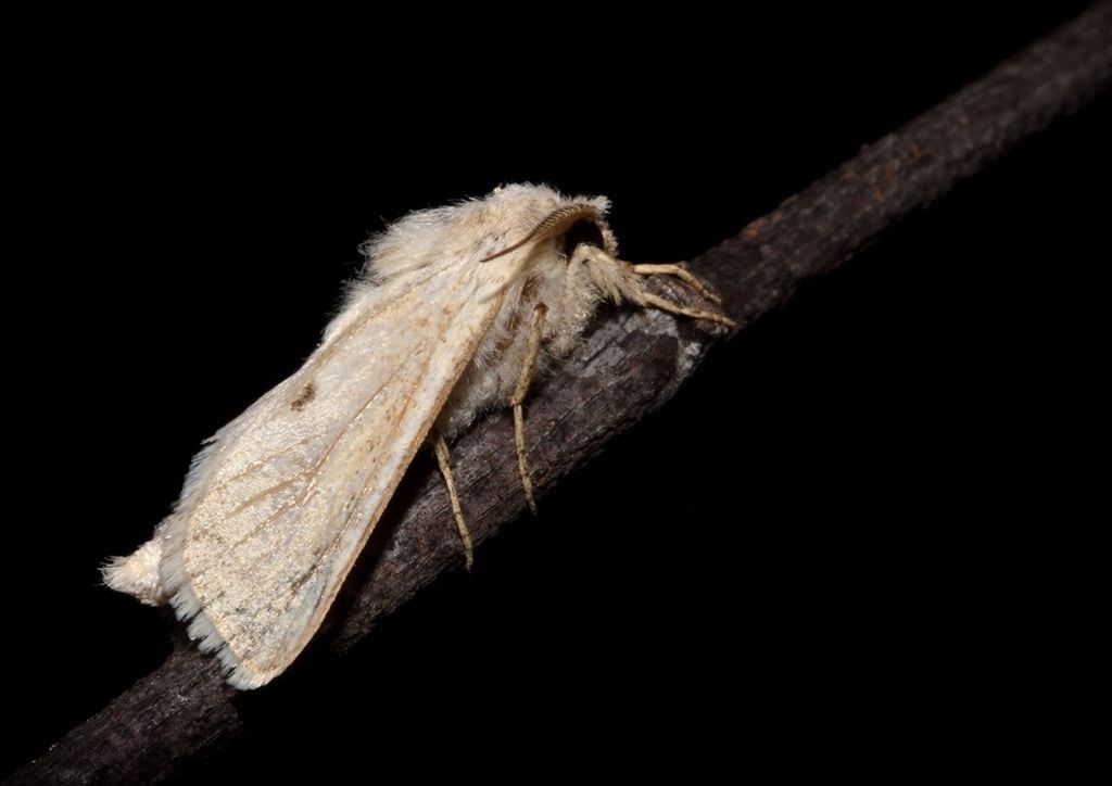 Образование и наука, ТГУ, Томские новости, европа бабочки интересные новости Томска новый вид томская наука Томские ученые помогли открыть новый вид европейских бабочек