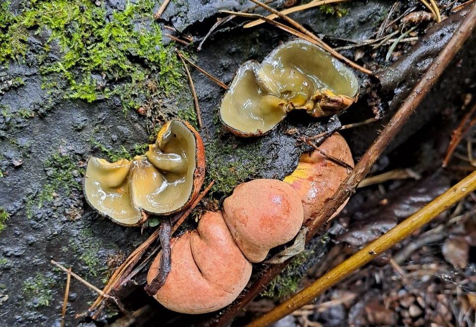 ТГУ, Томские новости, вуз образование интересные новости Томска томская наука ученые грибы Томской области Ученые впервые нашли в Томской области «тропический» гриб