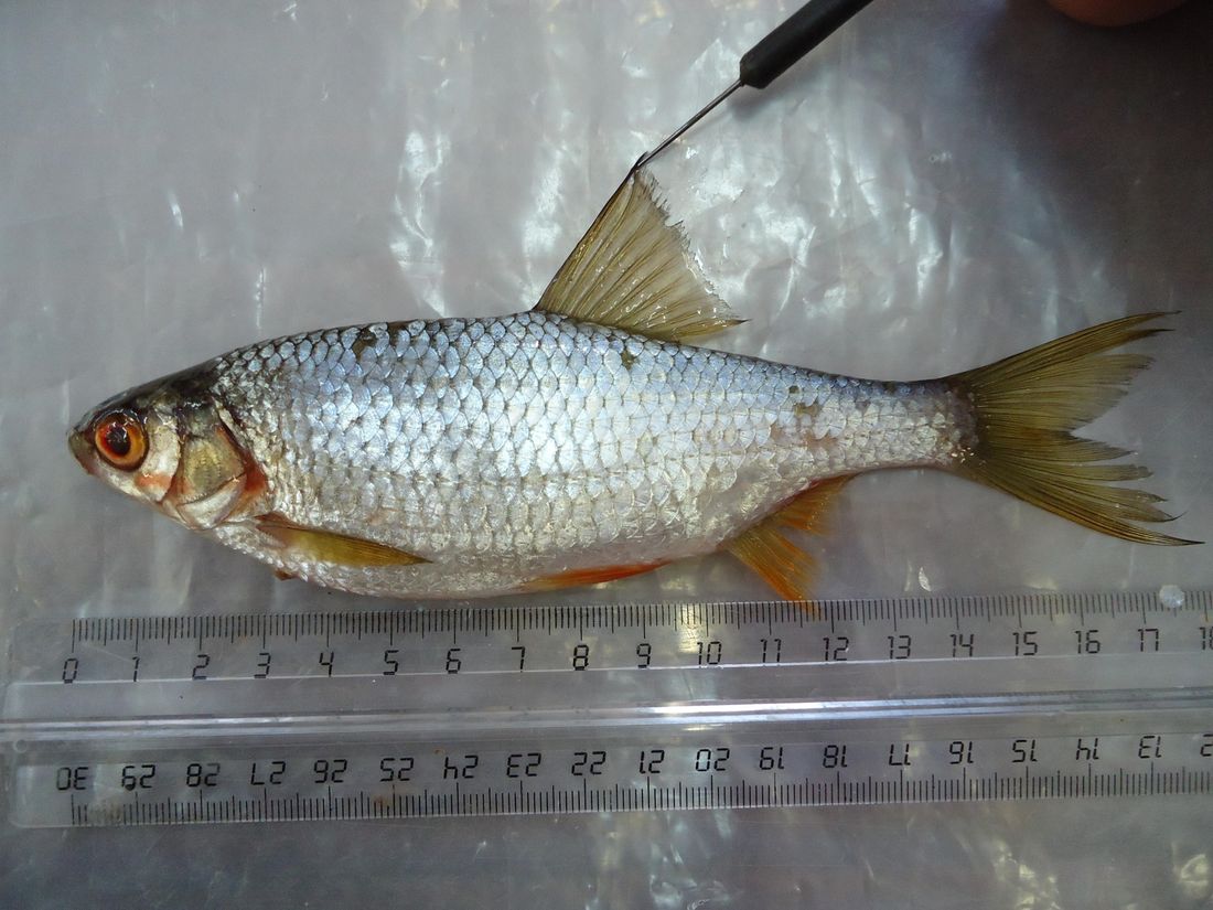 Образование и наука, ТГУ, Томские новости, образование наука интересные новости Томска наука лечение паразиты как избавиться от описторхов Томские ученые предложили вариант защиты сибиряков от описторхоза