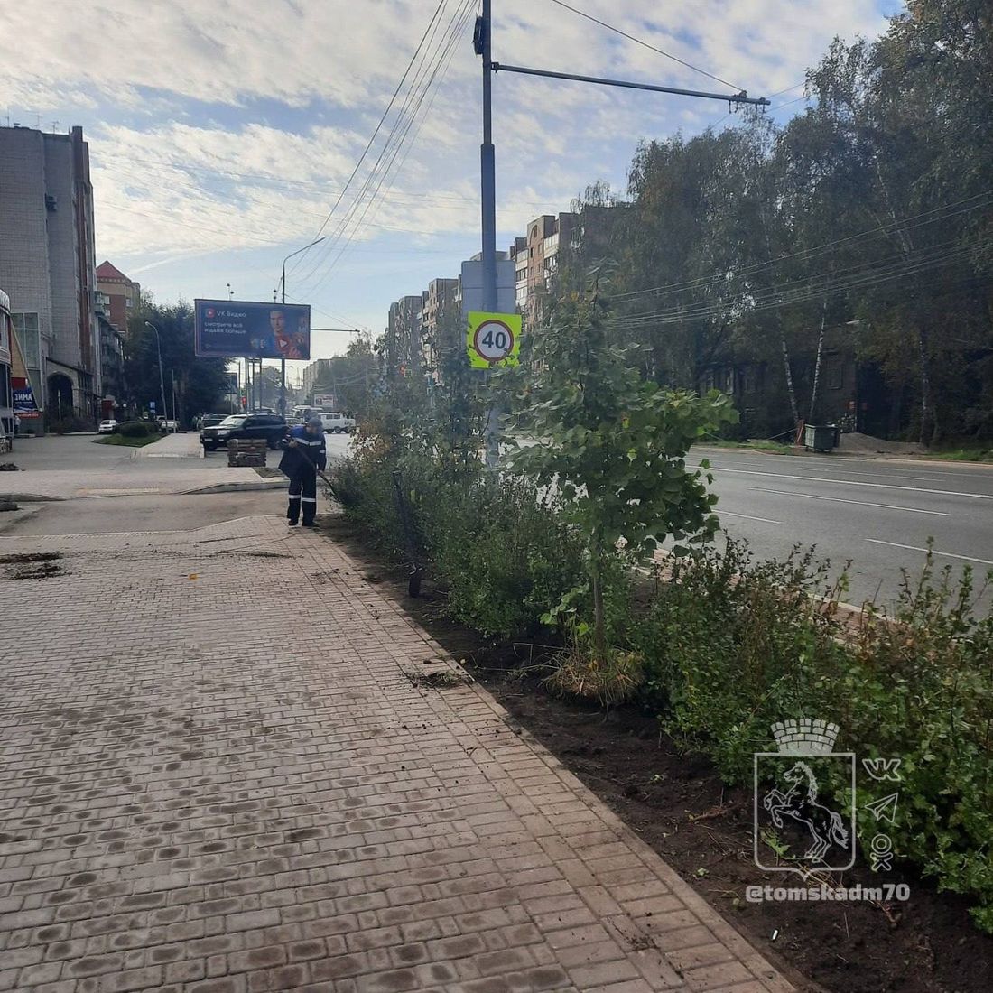 Городское благоустройство, Томские новости, посадки растения кусты живая изгородь интересные новости Томска В Томске на Красноармейской высадили живую изгородь