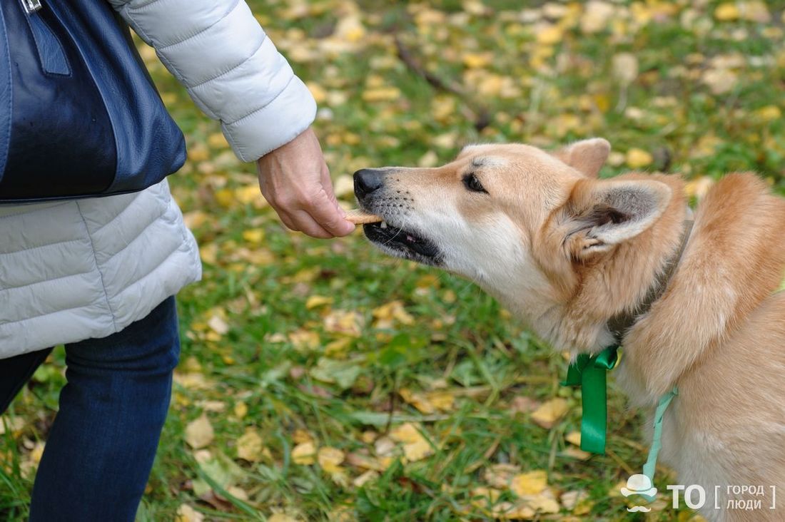 Город, Томские новости, вакцинация стерилизация животные чипирование защита права животных В Томской области могут ввести обязательное чипирование собак