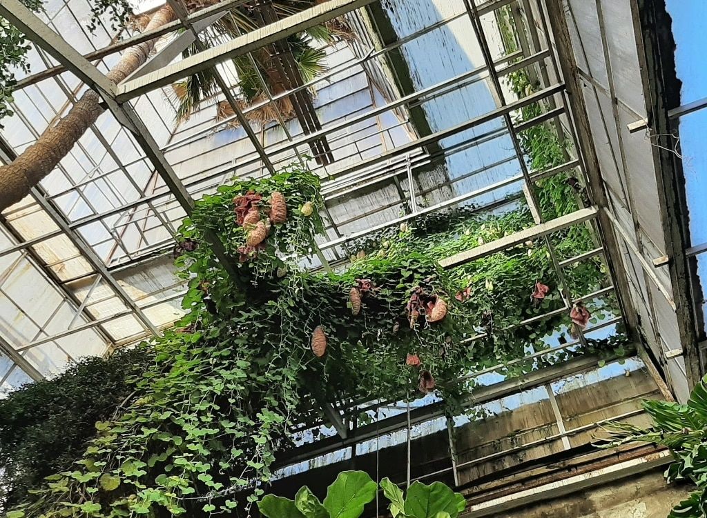 Зелень в городе, Томские новости, пеликан растенице цветет интересные новости Томска куда сходить отдых оранжерея В томском Ботсаду появились цветы-«пеликаны»