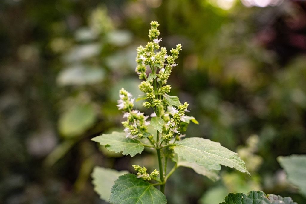 Зелень в городе, ТГУ, Томские новости, растения цветут интересные новости Томска пачули куда сходить оранжерея В томском Ботсаду зацвел пачули — любимое растение парфюмеров