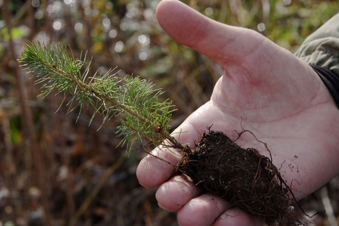 Газпромнефть-Восток, Томские новости, ГПН газпромнефть озеленение посадки высадки деревьев интересные новости Томска «Газпромнефть-Восток» высадил саженцы деревьев в Бакчарском районе Томской области