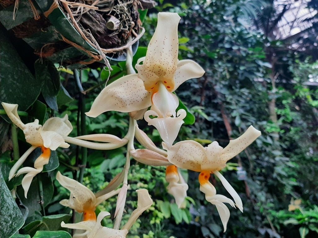 Зелень в городе, ТГУ, Томские новости, орхидея бык растение цветок интересные новости Томска куда сходить зелень озеленение В томском Ботсаду зацвела «орхидея-бык»