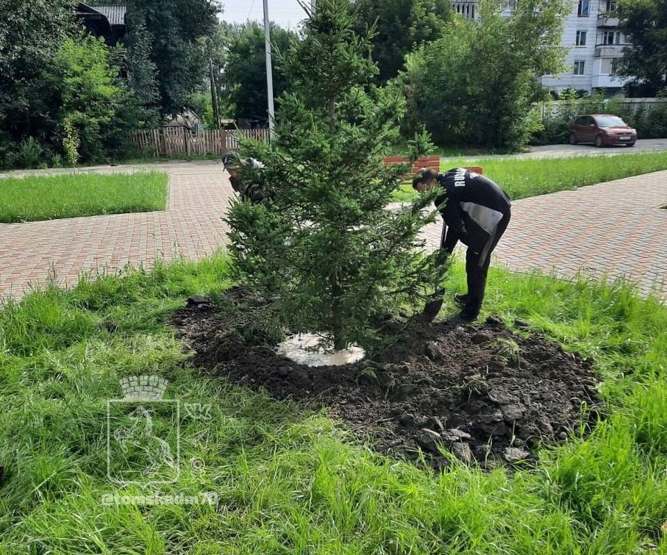 Городское благоустройство, Зелень в городе, Томские новости, зелень интересные новости Томска преображение комфортная среда В Томске высаживают яблони, альпийскую смородину и ели