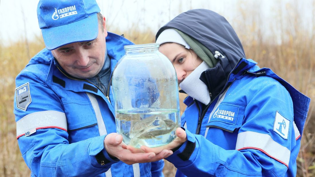 Газпромнефть-Восток, Томские новости, газпромнефть мальки рыба промысел интересные новости Томска «Газпромнефть-Восток» выпустил мальков осетра в реку Иртыш