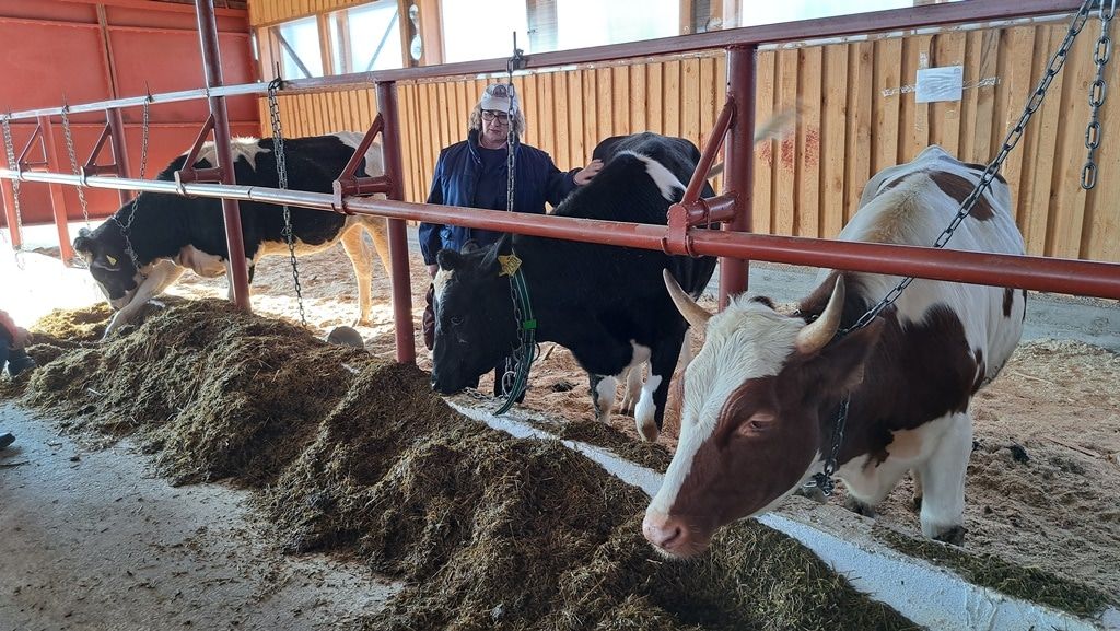 Конкурсы и акции, Томские новости, выставка конкурс красоты интересные новости Томска сельское хозяйство В Томской области выбрали лучших тёлок