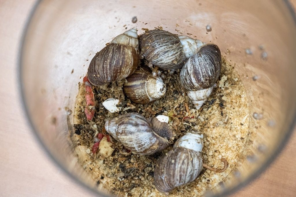 Образование и наука, ТГУ, Томские новости, образование добавки биодобавки интересные новости Томска еда будущего томские открытия Томским ученым удалось повысить уровень протеина и витаминов в червях и улитках