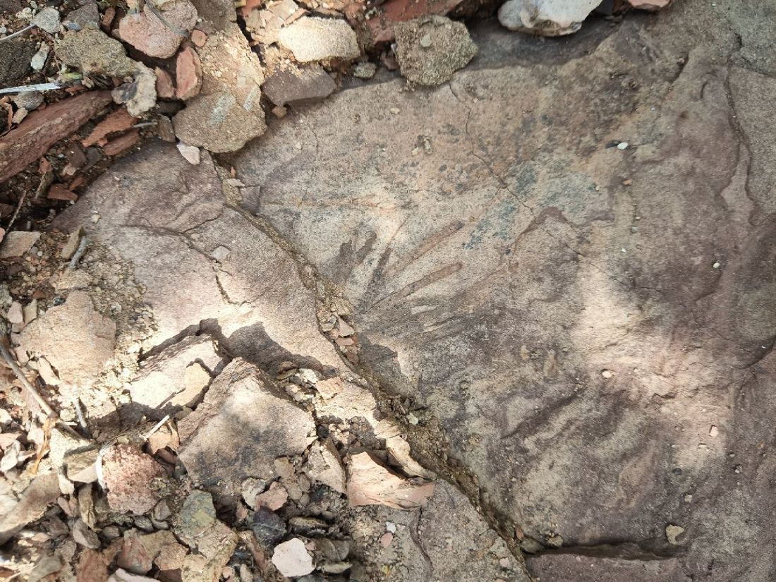 Образование и наука, ТГУ, Томские новости, редкие рыбы образование вуз исследование интересные новости Томска Томские ученые нашли редкие остатки рыб юрского периода в Восточной Сибири