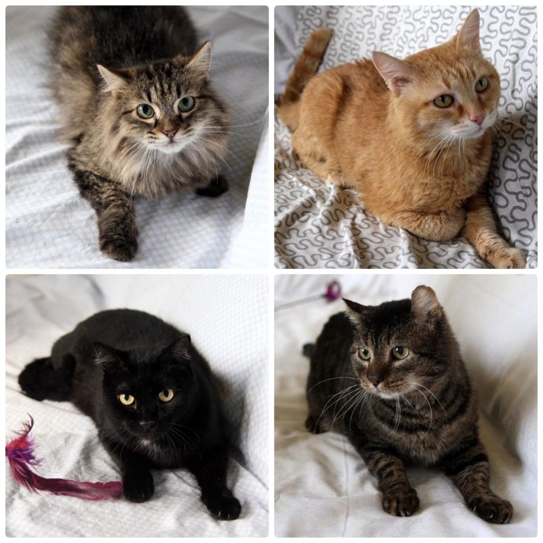 Афиша Томска, Благотворительность, Котики, Культура в Томске, Томские новости, ярмарка благотворительность где взять кота котенок афиша интересные новости Томск Томичей приглашают на благотворительную выставку котят и кошек