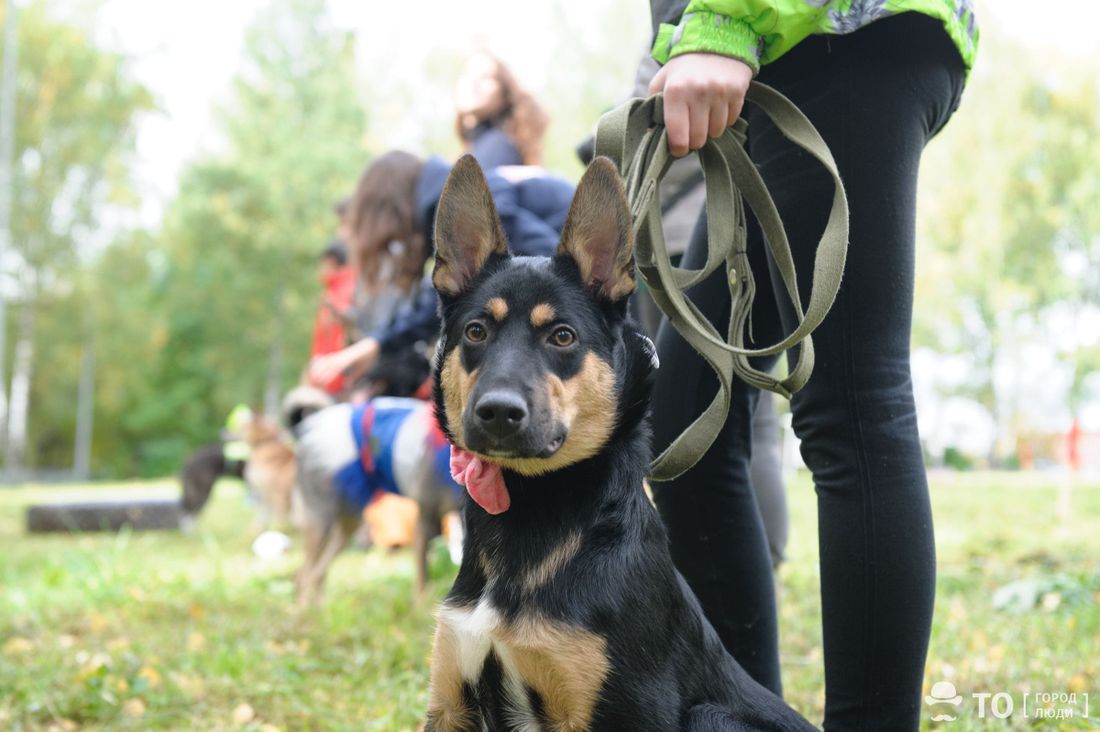 В мире животных, Конкурсы и акции, Томские новости, собаки помощь люди акции куда сходить дрессировка в Томске интересные новости Томичей приглашают на встречу с кинологами и собаками-спасателями