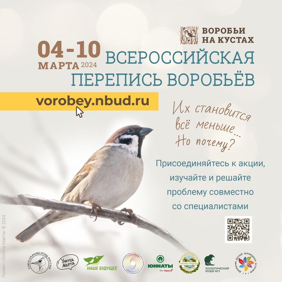 Природа, Томские новости, томск проекты птицы перепись воробьев воробьи на кустах птицы интеренсое новости участие Томичей приглашают поучаствовать во всероссийской переписи воробьев