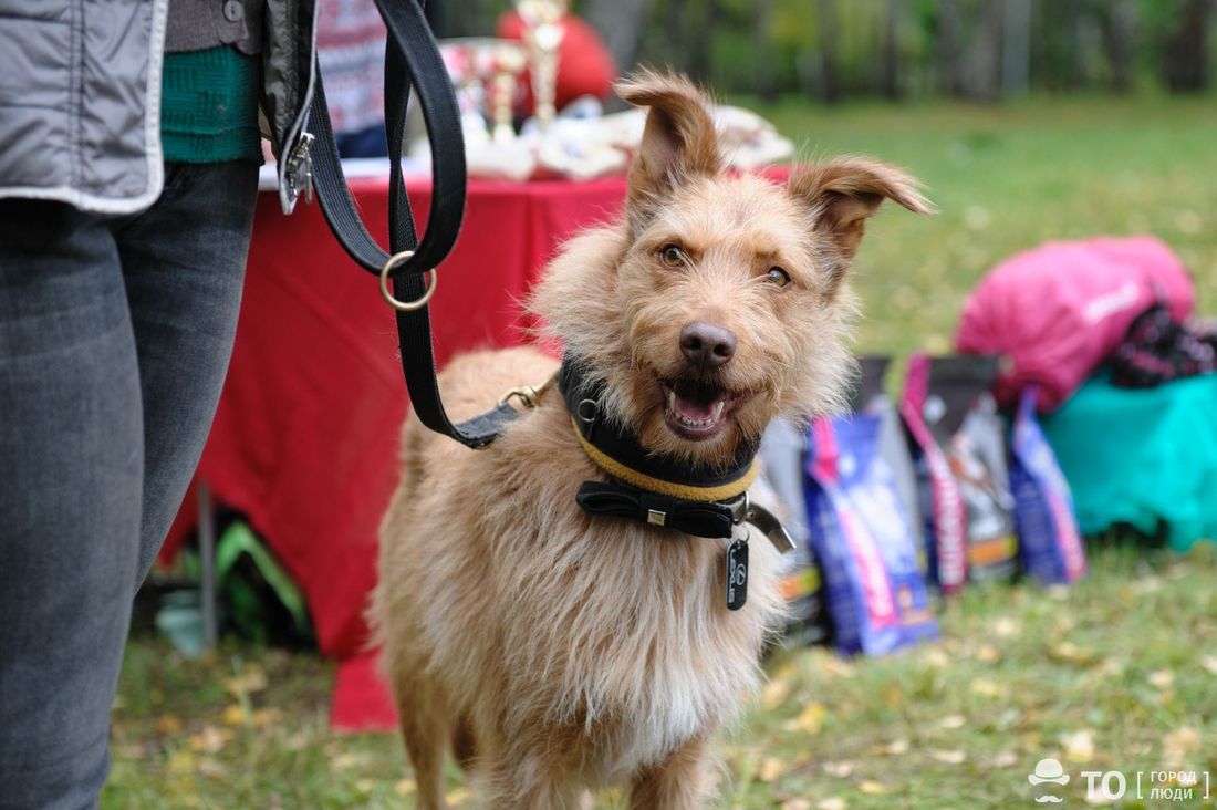 Благотворительность, В мире животных, Томские новости, мохнатый кросс животные забег интересные новости Томска Томичей приглашают на благотворительный забег «Мохнатый кросс»