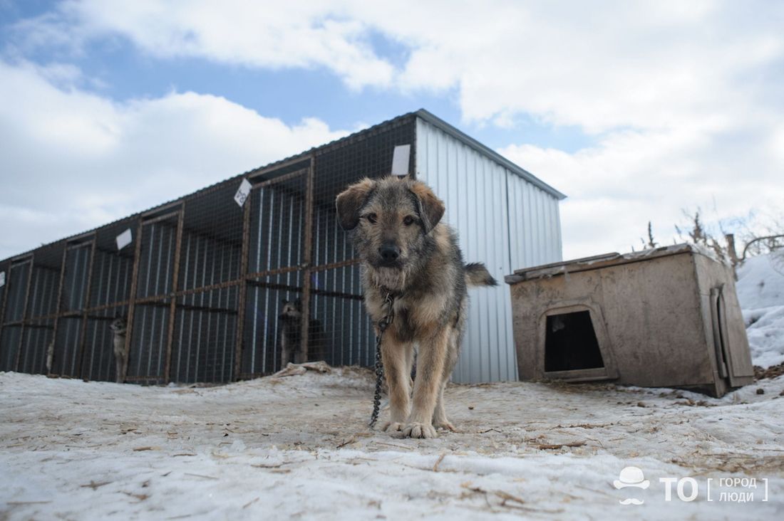 В мире животных, Томские новости, томск интересные новости защита животных эвтаназия пикет зоозащитники Томские зоозащитники организуют пикет в поддержку гуманного отношения к бездомным животным