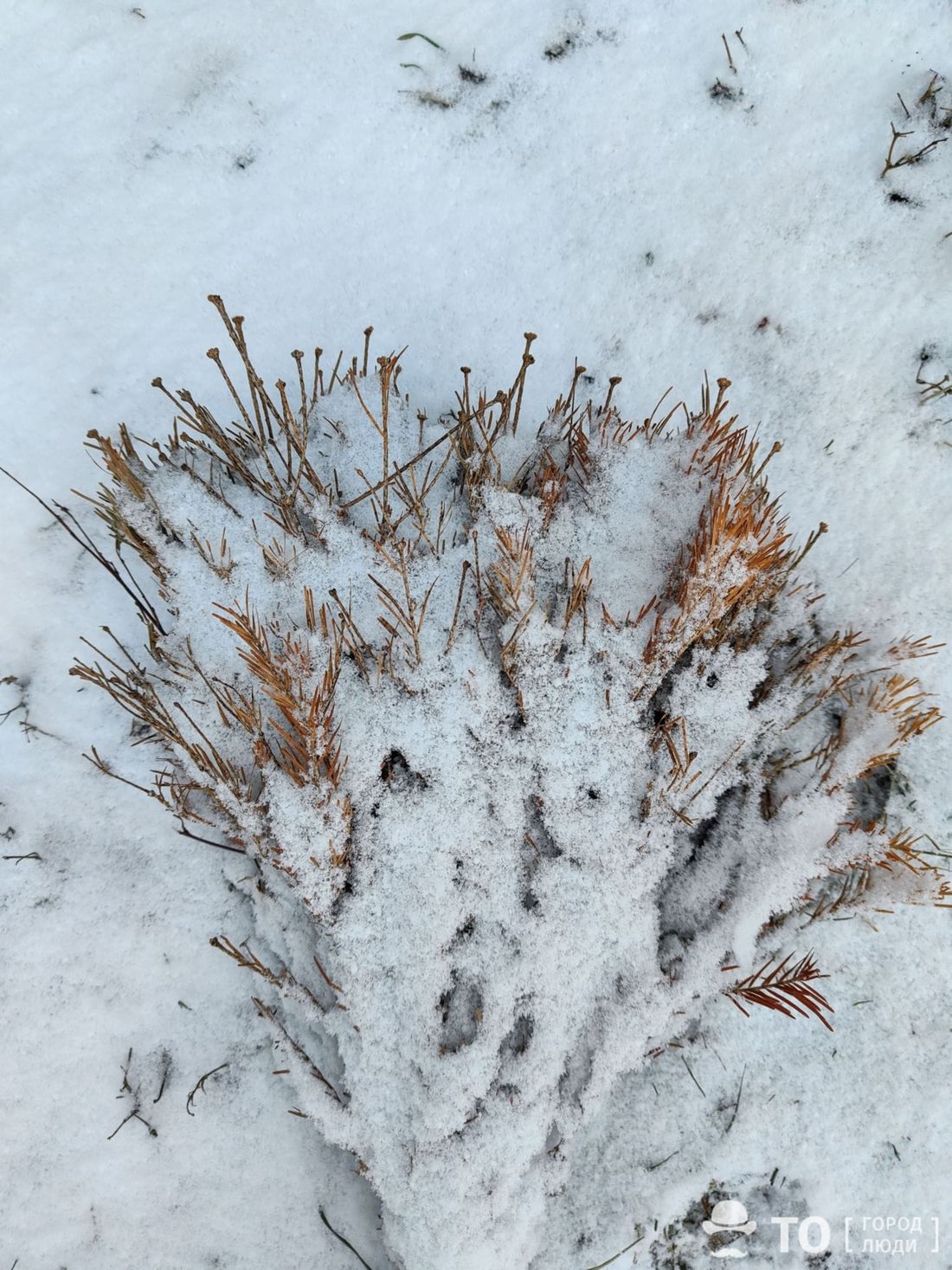 Город, Томские новости, погода прогноз погоды погода на завтра интересные новости Томска штормовое оперативное предупреждени Завтра в Томской области ожидаются снег и сильный ветер