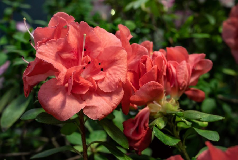 Афиша Томска, Город, Красота, Культура в Томске, Отдых, ТГУ, Томские новости, томск куда сходить растения азалии интересные новости коллекции ботсад В Томске зацвела крупнейшая в стране коллекция азалий