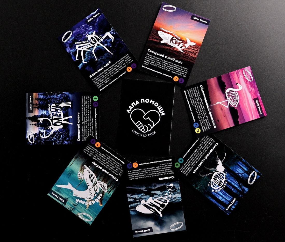 Томские новости, настольная игра культура интересные новости Томска образование вузы кулек шки дизайн рисование В Томске придумали настольную игру по краснокнижным животным