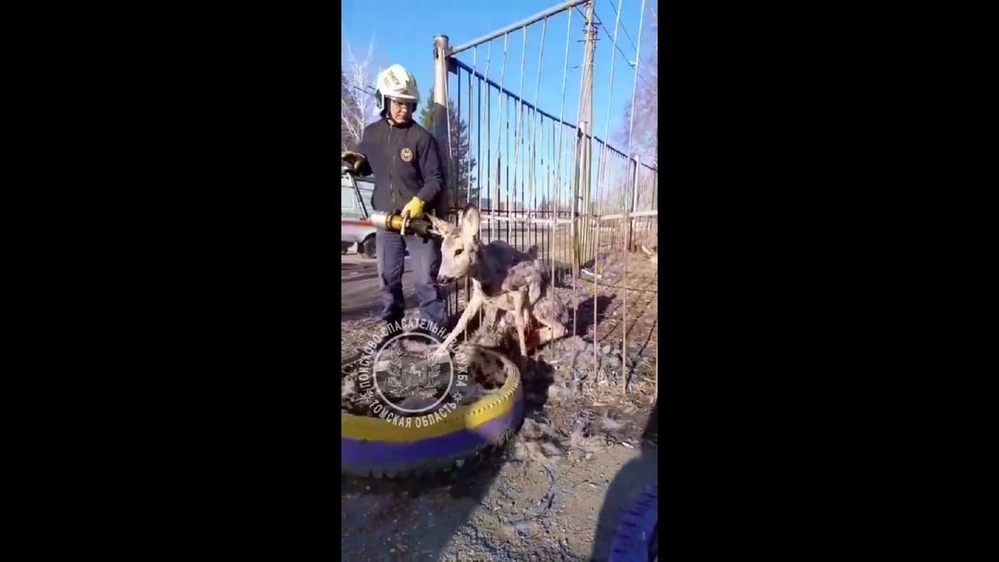 Происшествия, Томские новости, косуля животные застряли дикие звери в городе интересные новости Томска Томские спасатели помогли косуле, застрявшей в заборе