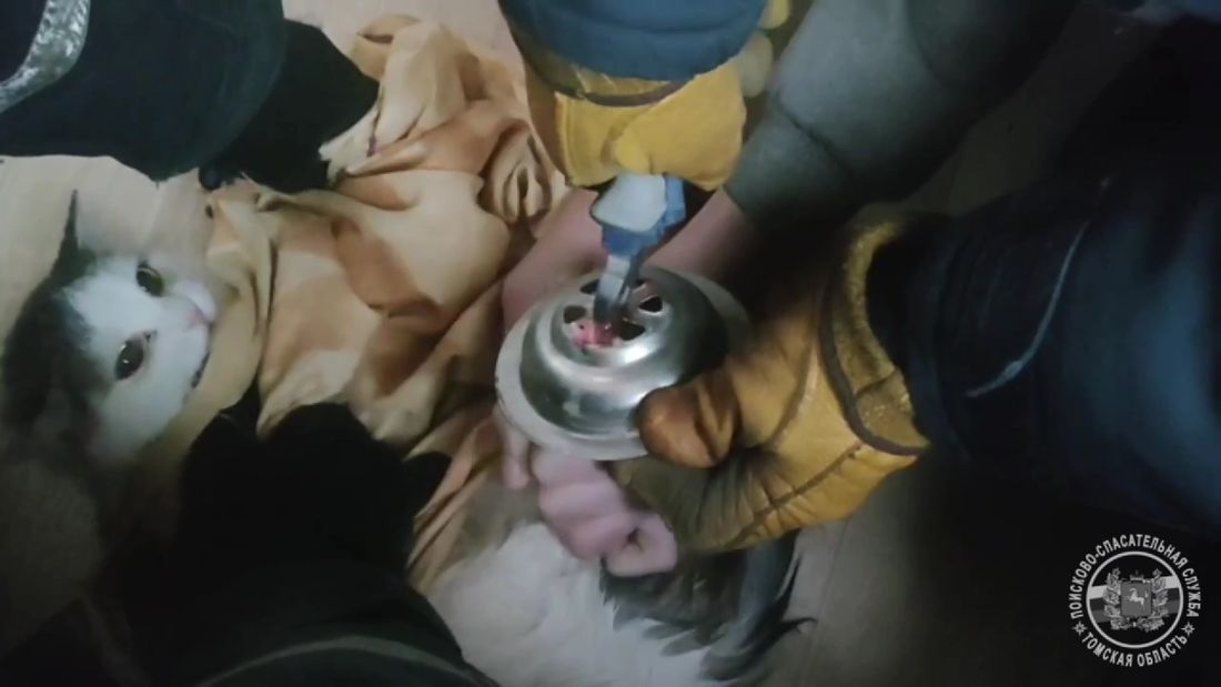 Происшествия, Томские новости, застрял инциденты происшествия жесть Томска интересные новости Томска В Томске спасатели помогли коту, чья лапа застряла в сливном отверстии