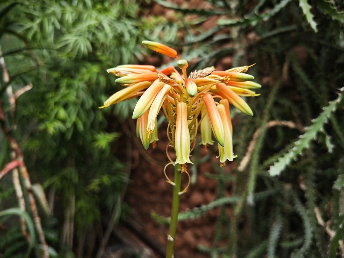 Зелень в городе, Томские новости, растения зелень цветы куда сходить интересные новости Томска В томском Ботсаду зацвёл Столетник и другие виды алоэ