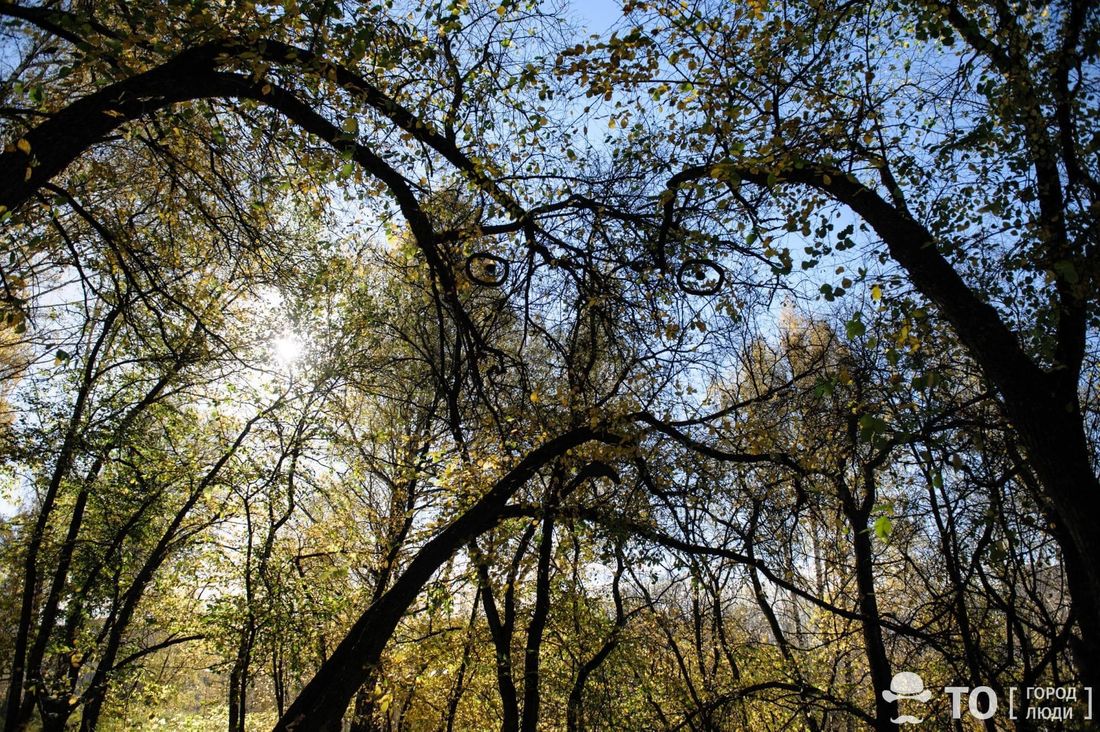 Городское благоустройство, Томские новости, мэрия интересные новости Томска парки зоны отдыха развитие благоустройство инфраструктура Развитием и содержанием городских парков Томска займется специальная организация