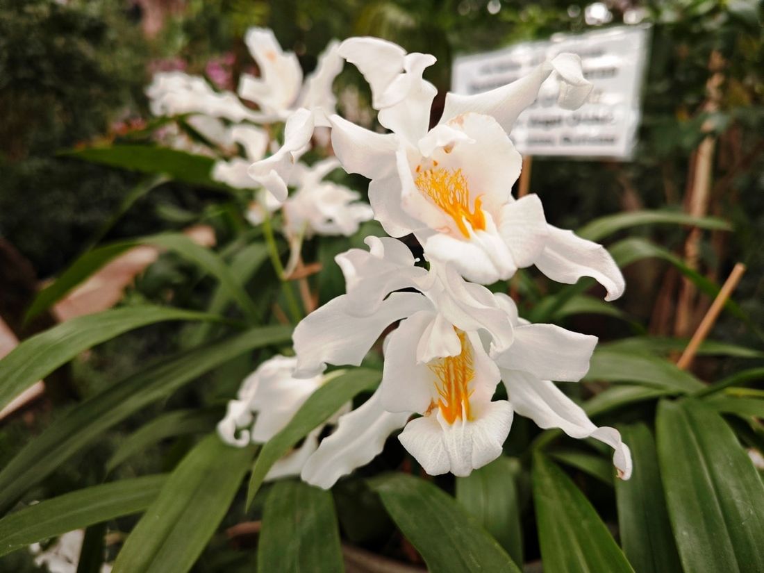 Зелень в городе, Томские новости, ТГУ запах растения цветы редкие растения экскурсии куда сходить В Томске зацвела «Снежная королева», которая немного пахнет кошкой