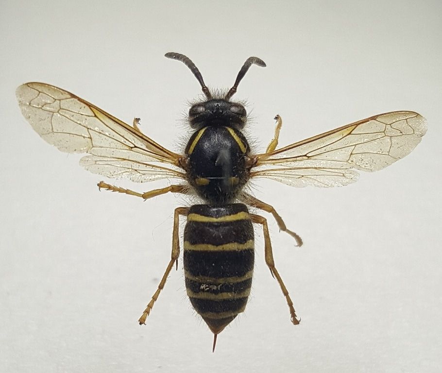 Образование и наука, ТГУ, Томские новости, микропластик загрязнение окружающей среды интересные новости Томска глобальные изменения климата В осах стало накапливаться больше микропластика