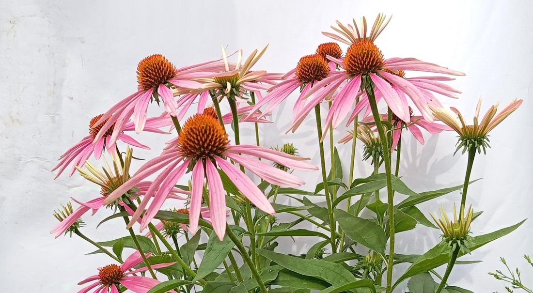 Город, Образование и наука, ТГУ, Томские новости, растения цветы зелень интересные новости Томска многолетники семена в Томске купить Томские ученые вывели две эхинацеи, которые могут выжить в Сибири