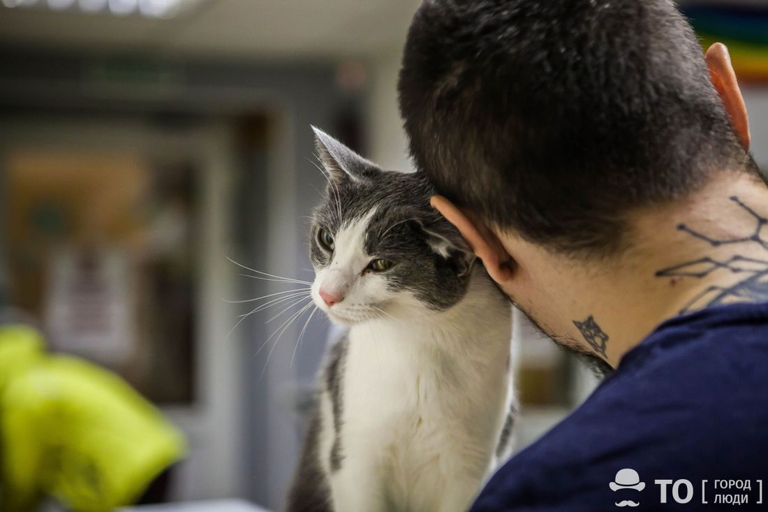 Благотворительность, Город, Книги в Томске, Конкурсы и акции, Котики, Томские новости, мероприятия куда сходить интересные новости Томска помощь животным поддержка купить продать подержан В Томске пройдет книжная гаражка в пользу котиков