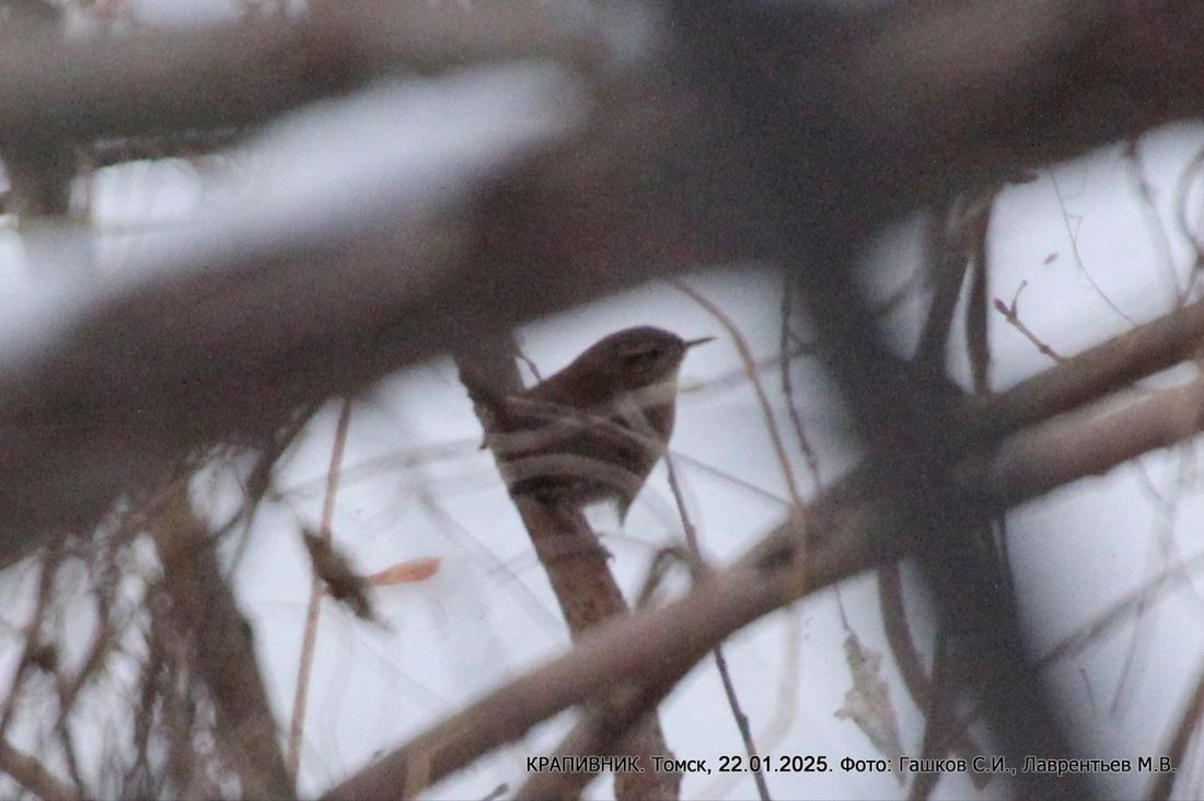 Город, Природа, Томские новости, томск птицы крапивник орнитологи тгу ботсад родники университетская роща интересное зимовка В Томской области обнаружен новый вид зимующих птиц