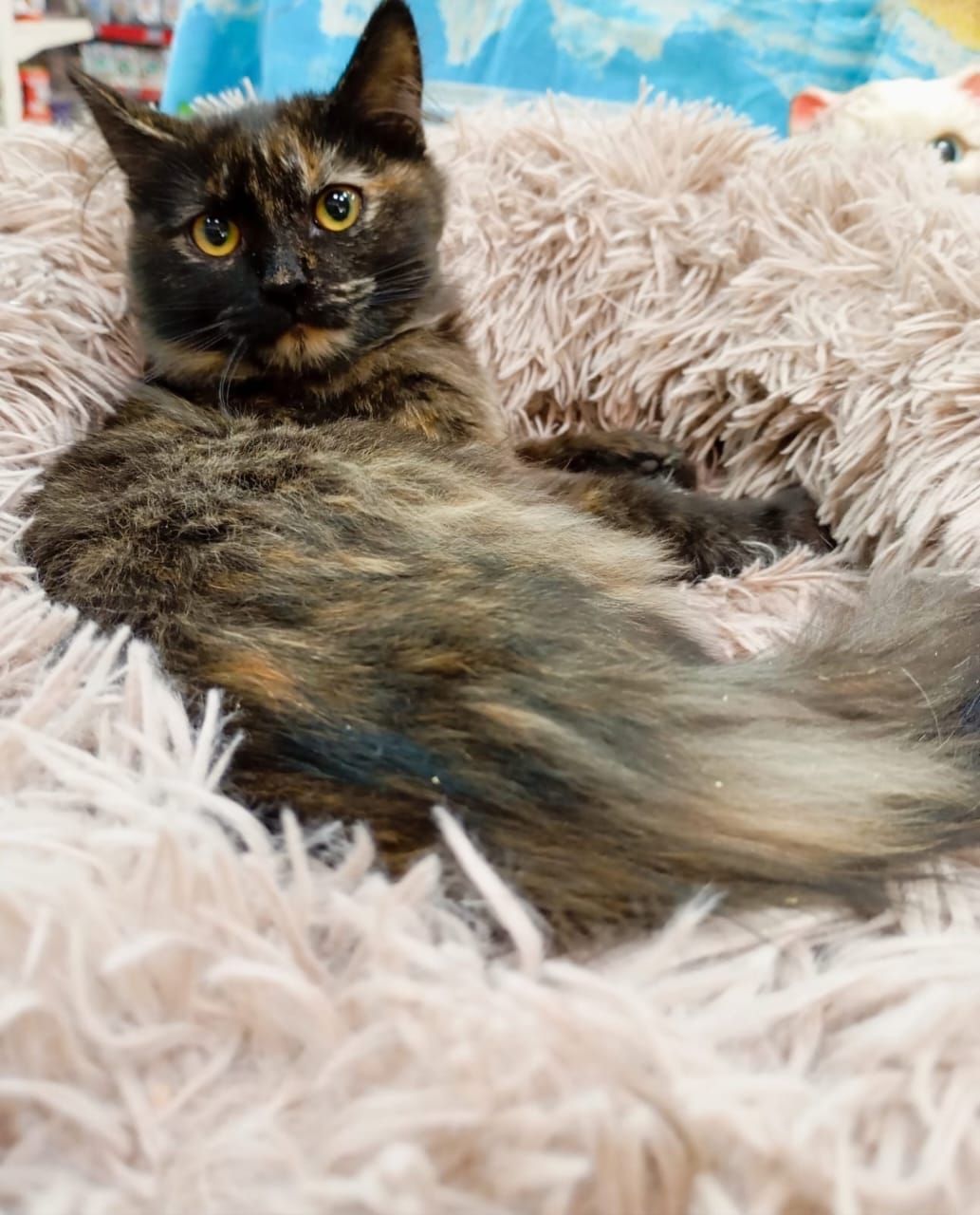 Благотворительность, Город, Томские новости, коты котята щенки животные поддержка интересные новости Томска благотворительность Томичей приглашают на благотворительную зооярмарку с раздачей кошек и щенков