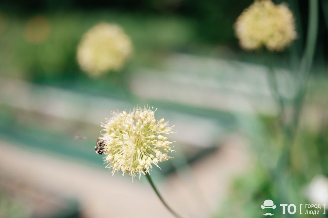 Город, Городское благоустройство, Природа, Томские новости, цветы томск дача куда сходить в томске посадка цветов волонтеры афиша «Ландшафтные волонтеры» приглашают высадить цветы в центре Томска