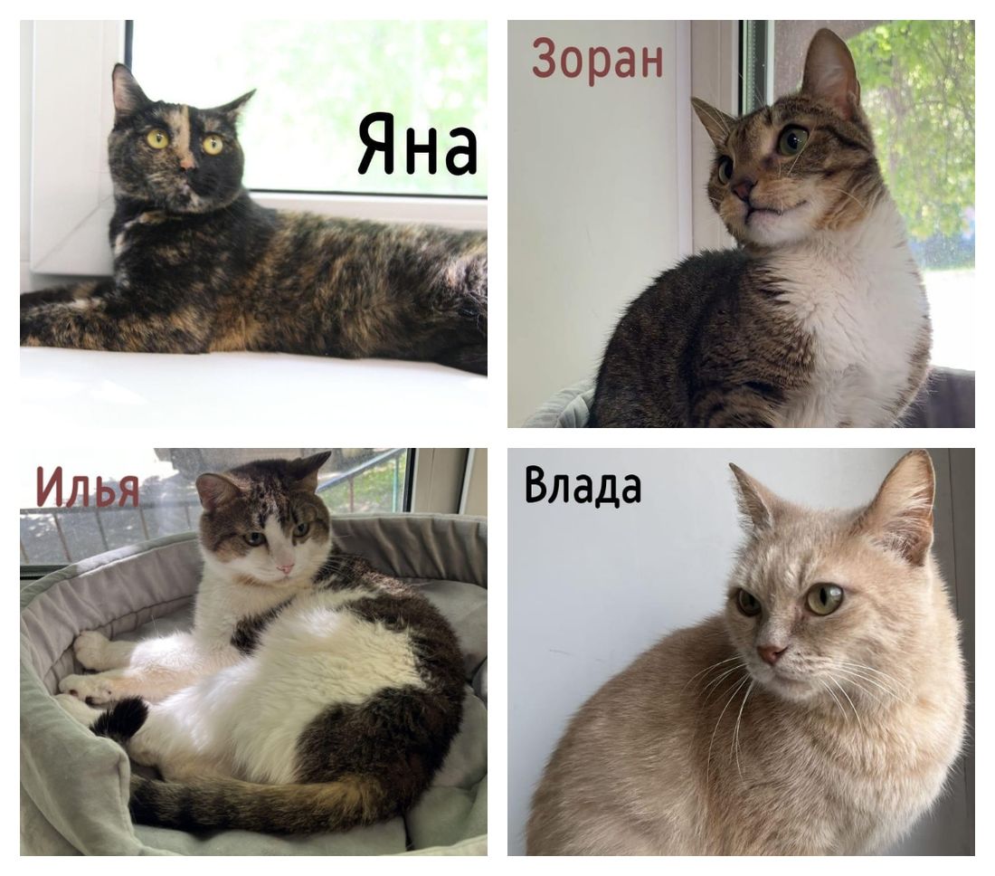 Благотворительность, Город, Котики, Томские новости, коты благотворительность томск новости интересное афиша бесплатно куда сходить котята Томичей приглашают на зооярмарку в Дом искусств