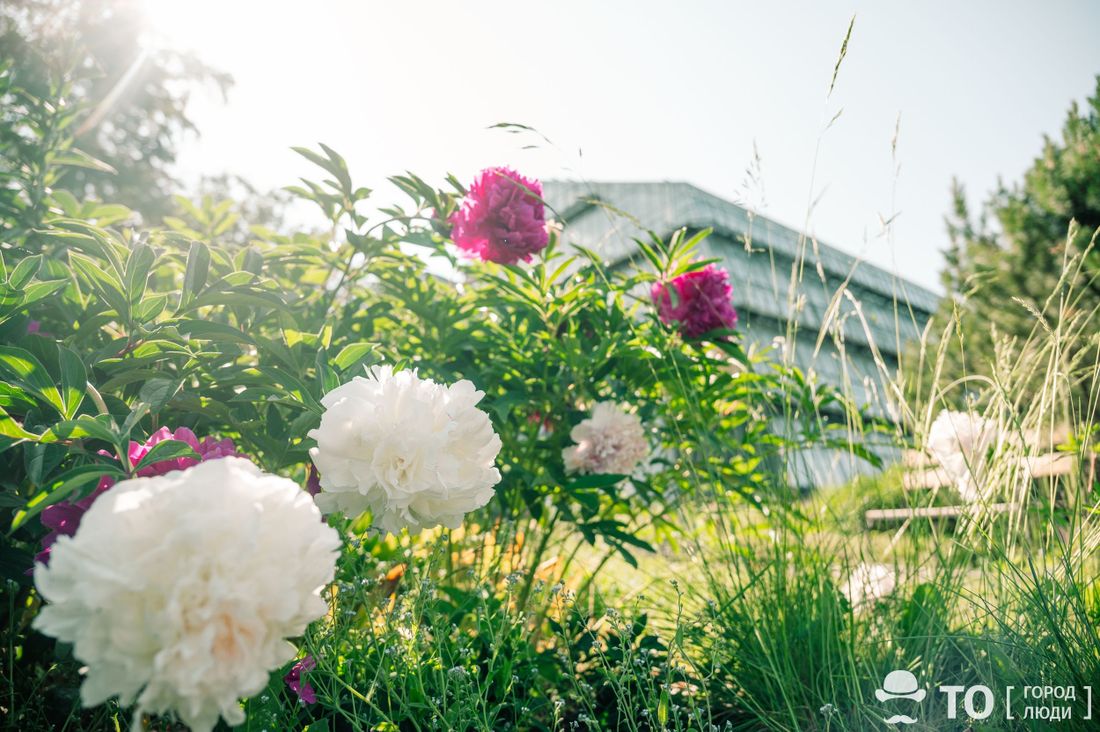 Город, Природа, Томские новости, пионы растения цветение интересные новости Томска куда сходить Пионы в томском ботсаду зацвели раньше из-за жары
