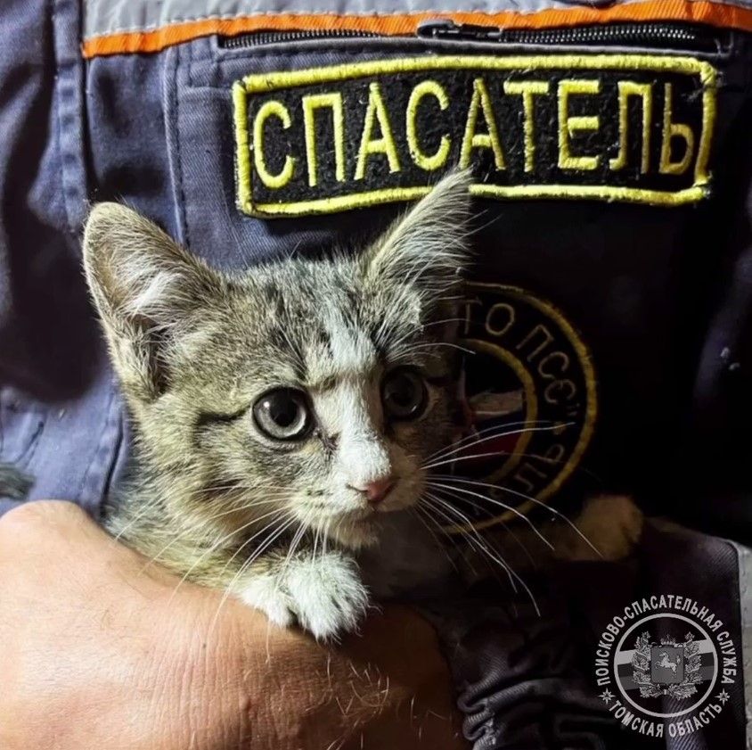 Безопасность, Город, Котики, Томские новости, котики томск новости интересное взять котенка благотворительность спасатели Томские спасатели помогли котенку и ищут ему дом