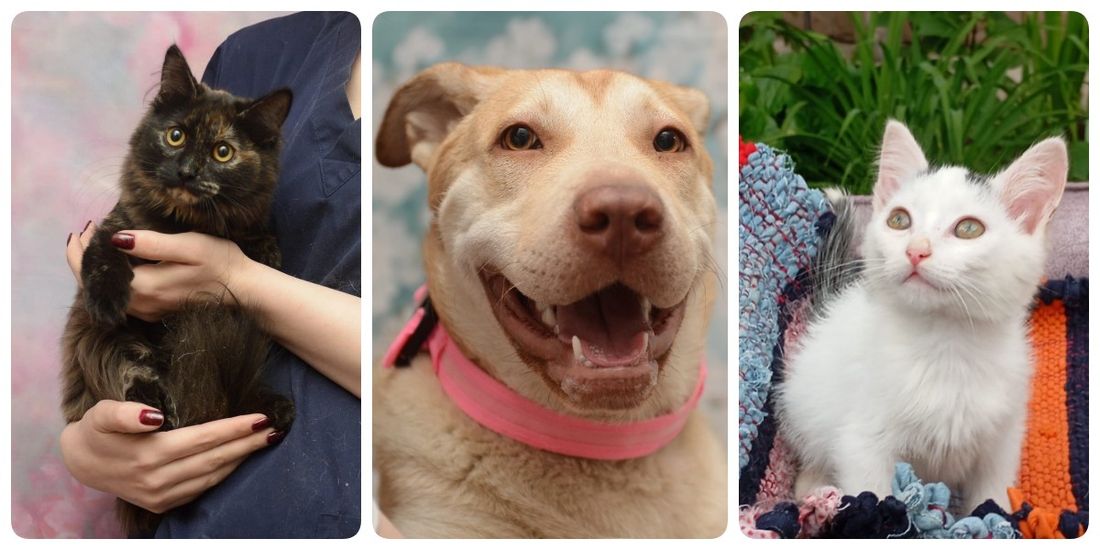 Благотворительность, Город, Томские новости, коты котята щенки животные поддержка интересные новости Томска благотворительность Масштабная зооярмарка пройдет у Дворца спорта в Томске