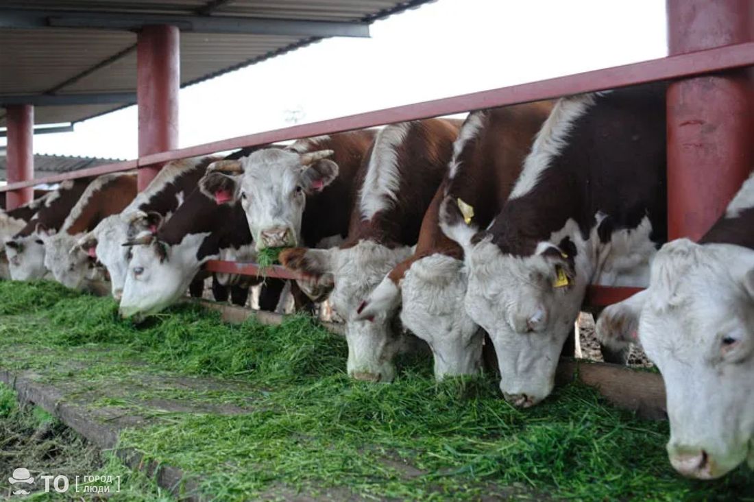 Бизнес, Город, Еда, Томские новости, молоко томск ферма большедороховское новости интересное что почитать продукты открытие производств в Томский холдинг «Молоко» запустил молочную ферму за 2,8 млрд рублей