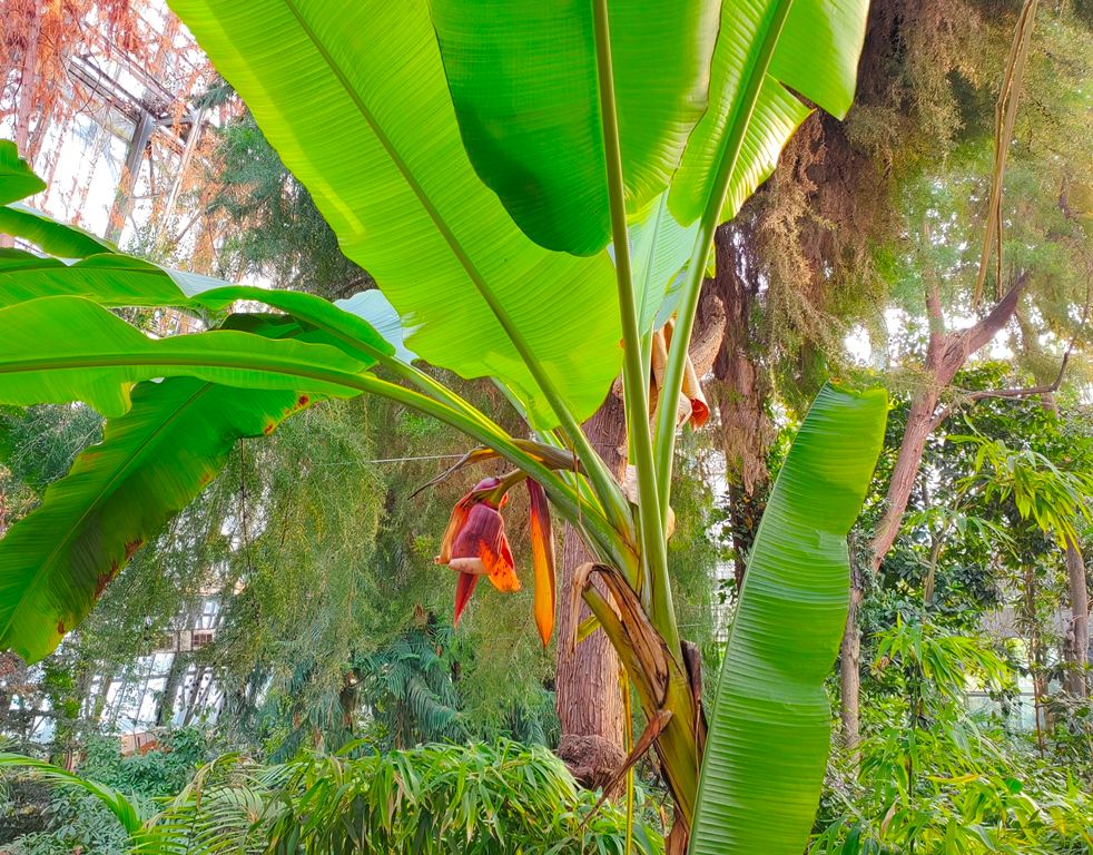 Город, Зелень в городе, ТГУ, Томские новости, бананы растения город интересные новости Томска В томском Ботсаду зацвел 85-летний банан