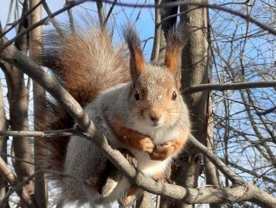 В мире животных, Город, ТГУ, Томские новости, ТГУ вуз животные интересные новости Томска чем кормить белок Томские белки из Университетской рощи живут дольше, чем их лесные сородичи — ученые