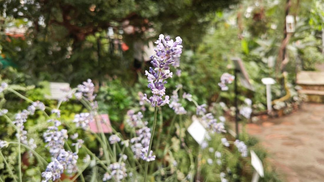 Город, Зелень в городе, Томские новости, интересные новости Томска афиша Томска куда сходить растения цветы В томском Бостаду зацвели розмарин и пачули