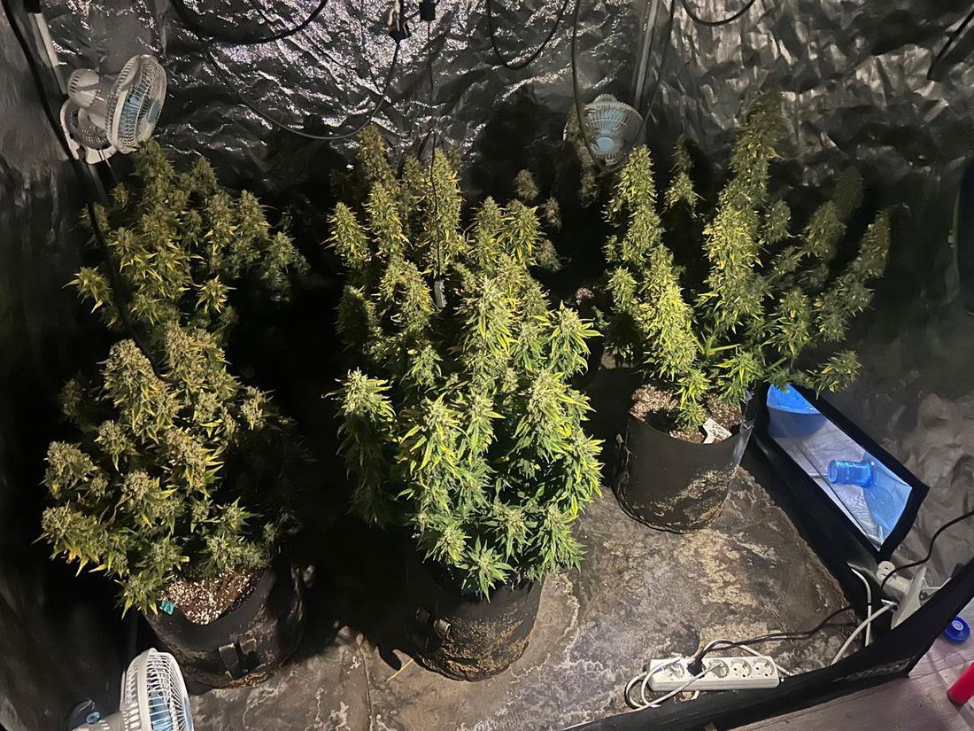 Город, Криминал, Происшествия, Томские новости, интересные новости Томска сводка происшествий жесть наркотики выращивание культивация марихуаны в Се В Северске во время тушения пожара нашли гараж с марихуаной