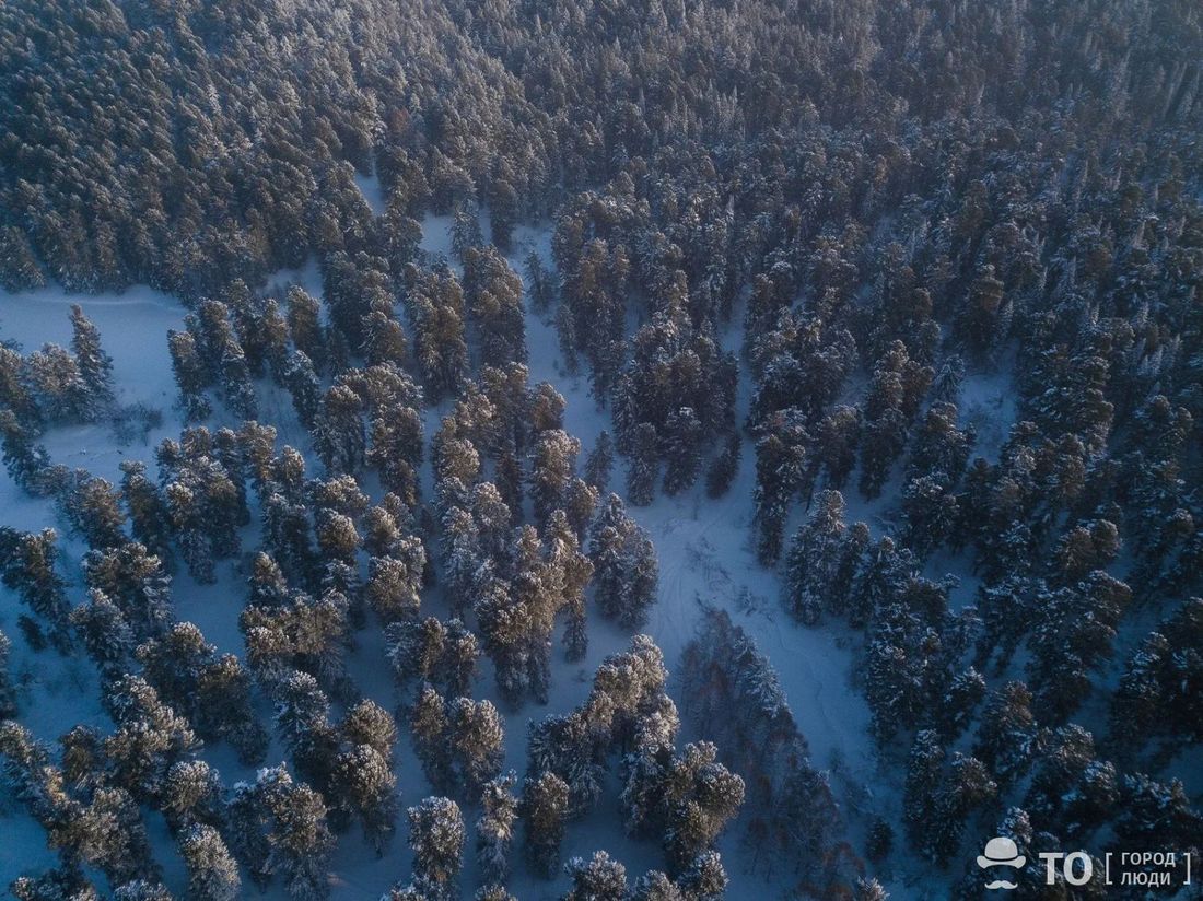 Город, Томские новости, ель леса интересные новости Томска патрули где купить елку в Томске В Томской области усиленно патрулируют леса
